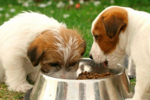 Mała dieta szczeniaka